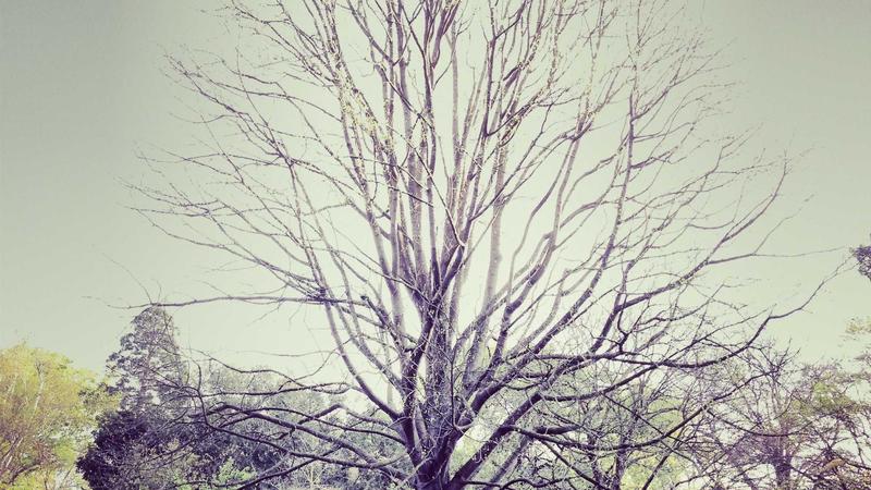 Data Privacy in Cloud-Based AI Systems